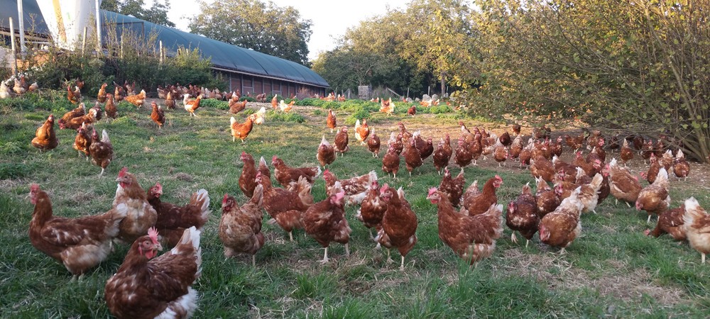 Vente de poules Drôme et Isère